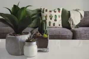 A trio of green plants sit on one side of a white coffee table. In the background, a grey sofa with cushions